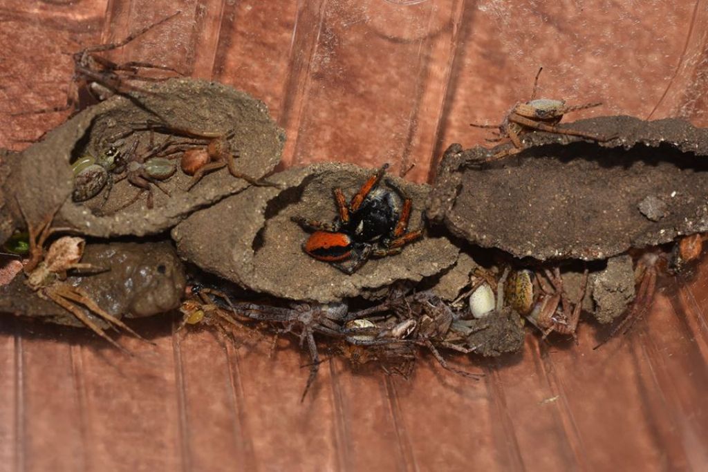 Che specie di ragno?